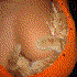 SelimTrebor 的头像