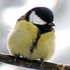 Avatar für BlueTitmouse
