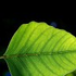driftingleaf 的头像