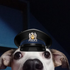 Avatar for Caiovlc
