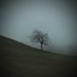 Avatar for The Lonely Tree