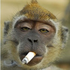 Avatar for srsman