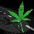 Avatar for Brodie420