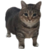 Avatar for xnll