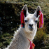 Avatar di Llama_of_Time