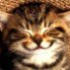 Avatar for TestaLeet