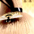 Avatar for ashtisdale