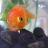samthefish 的头像