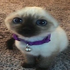 Avatar for kuba55527