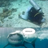 sharkarus 的头像
