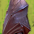 Avatar for amberthebat