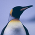 Avatar für il_penguino