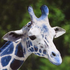 Avatar für bluegiraffe19