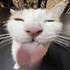 Avatar di whatheflip20