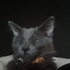 IsMyCatOk 的头像