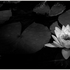 Avatar for roses1234567