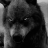 Avatar for clawclaw