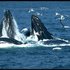 Various Whales 的头像