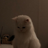 Avatar for Kit-Cat46