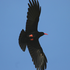 Avatar for Choughs