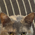 Avatar for leonrdofgn