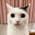 degonotcoo 的头像