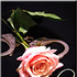 MastersRose 的头像