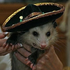 Avatar de sombreropossum