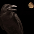 Avatar for voron