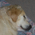 rufushound 的头像