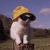 dkacatka さんのアバター