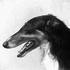 Avatar für steelgreyhound