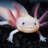 Avatar for axolotlenjoyer