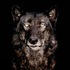 Avatar for UFBlackWolf