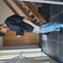 Avatar för William_WRLD
