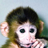 small_monkey için avatar