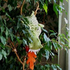 Avatar for treedragon