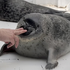 CoolPinniped 的头像