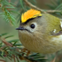 Avatar for goldcrest13