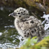 baby_seagulls 的头像
