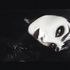 Avatar de grungedoll
