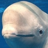 Avatar for beluga6666