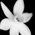 Avatar di zdarflower