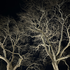 Avatar for C281X