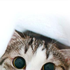 Meowhat 的头像