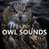 Avatar for OWL SOUNDS