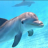 Avatar for dolphin707