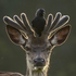 Avatar for Eepylunafrg