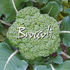 Avatar for Broccoli662