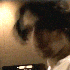 caiovrg さんのアバター